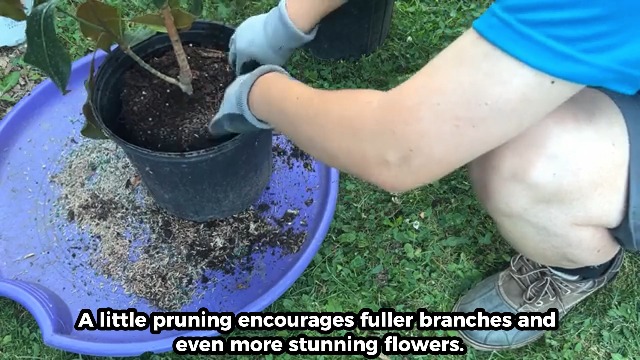 Amazon.com : 2 Magnolia Plants Live, Magnolia Tree Live Plant 6-12